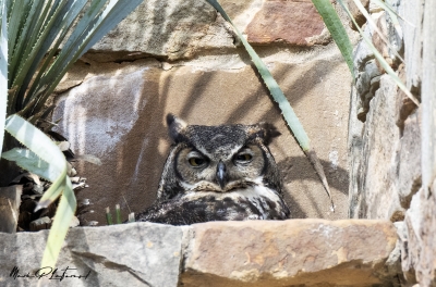 Athena Great Horned Owl 2025